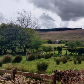 Cows in an Irish field