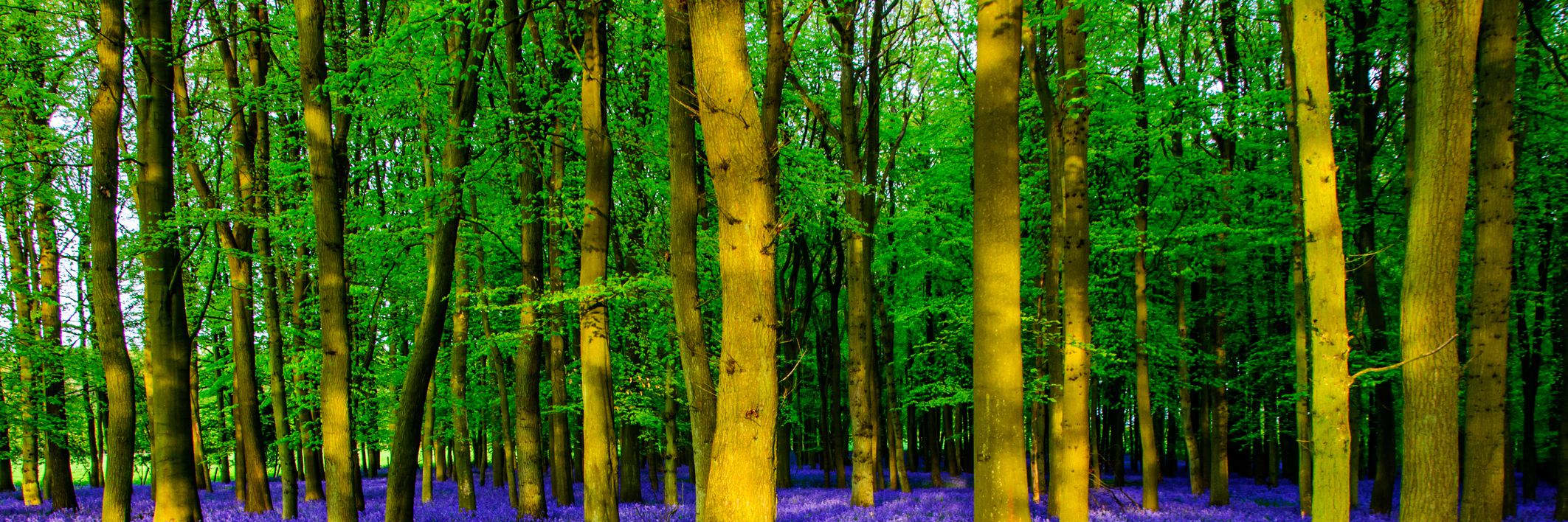 Bluebell Wood, County Roscommon