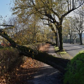 Fallen tree Ireland
